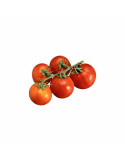 Tomate Ramajet (Rama) | Para untar y Cocina | fruotero.es