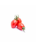 Tomate Cherry Lobello