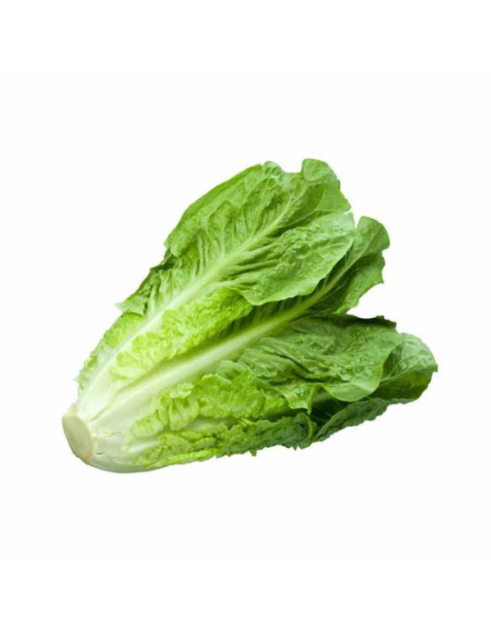 Lechuga Romana Fresca | Crujiente y Firme | fruotero.es