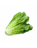 Lechuga Romana Fresca | Crujiente y Firme | fruotero.es