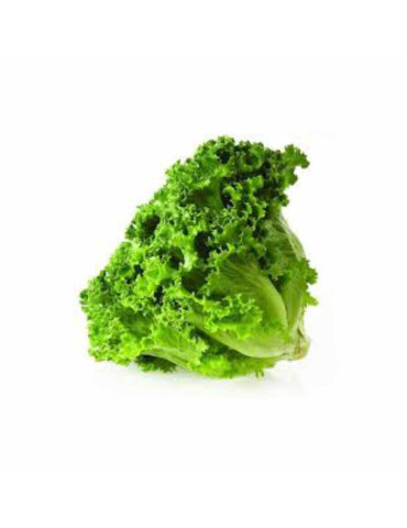 Lechuga Batavia
