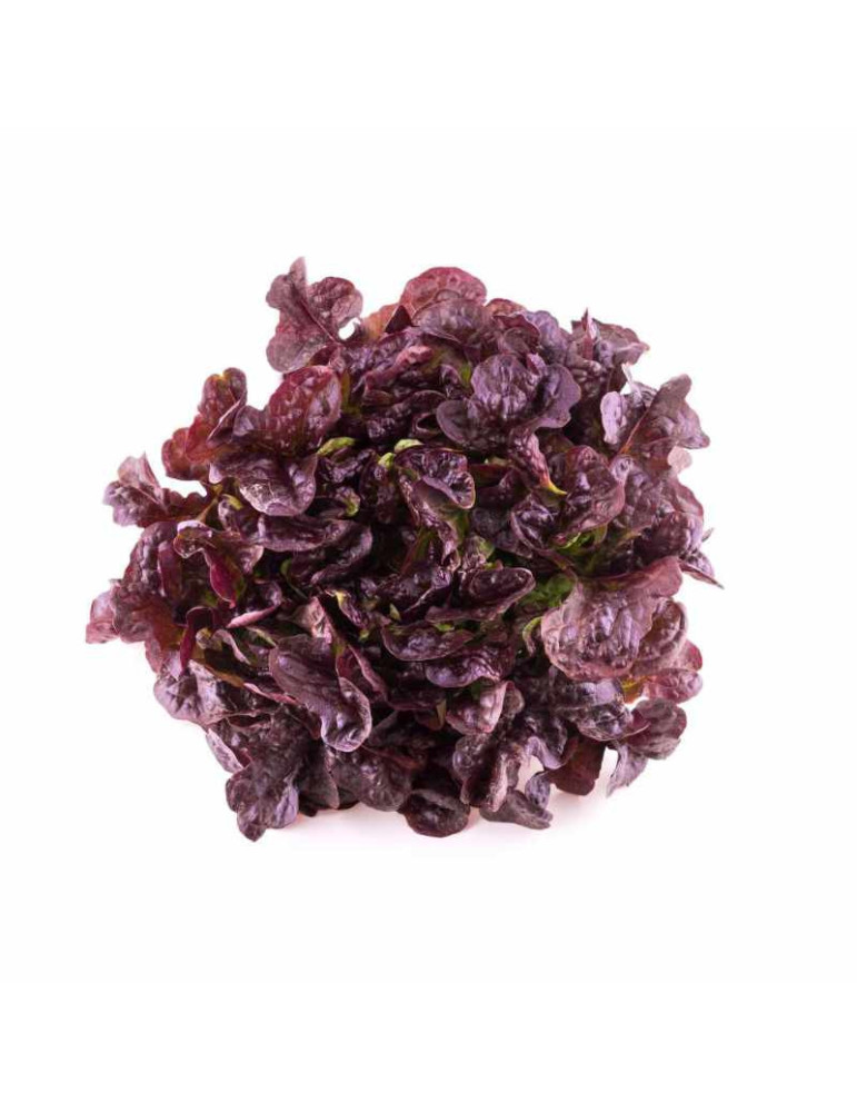 Lechuga Hoja de Roble | Hojas Tiernas y Coloridas | fruotero.es