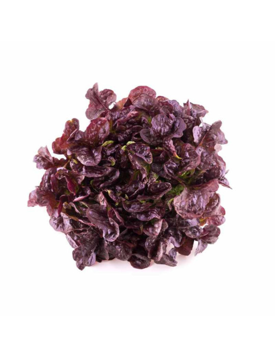 Lechuga Hoja de Roble | Hojas Tiernas y Coloridas | fruotero.es