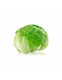 Lechuga Iceberg