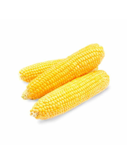 Maíz Mazorca