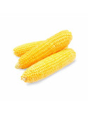 Maíz Mazorca