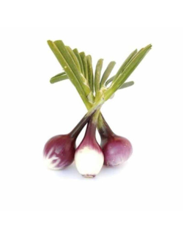 Cebolleta Morada