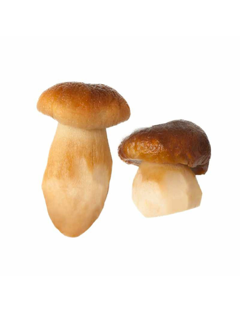 Seta Boletus