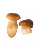 Seta Boletus