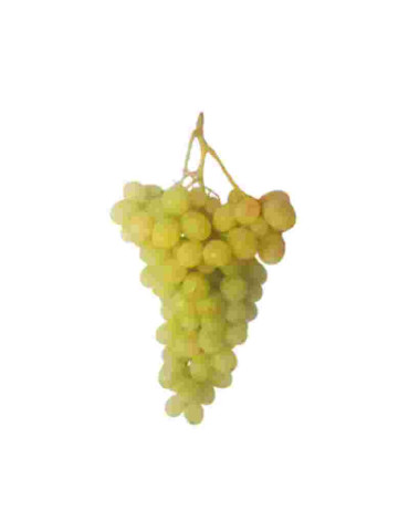 Uva Doña María